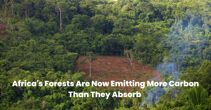 Forest cut down emitting smoke